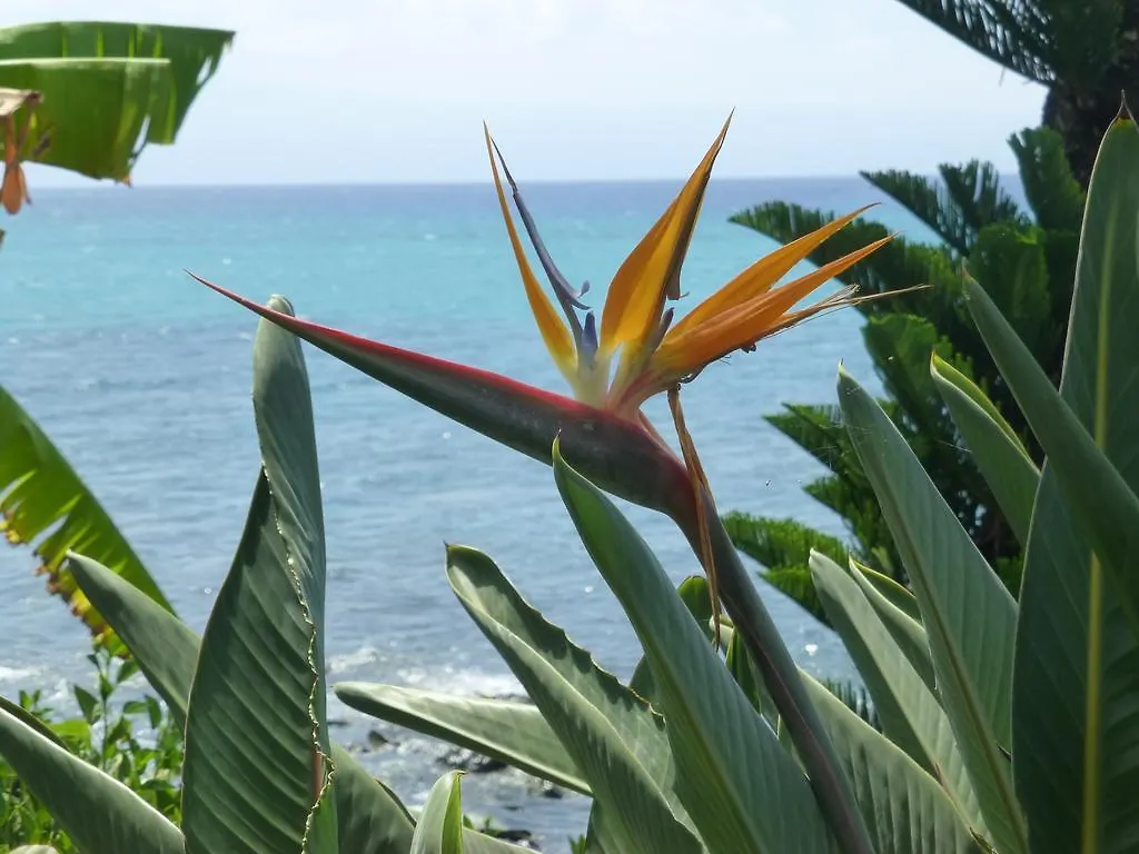 Mahina Surf 220 By Redawning Lejlighedshotel Lahaina