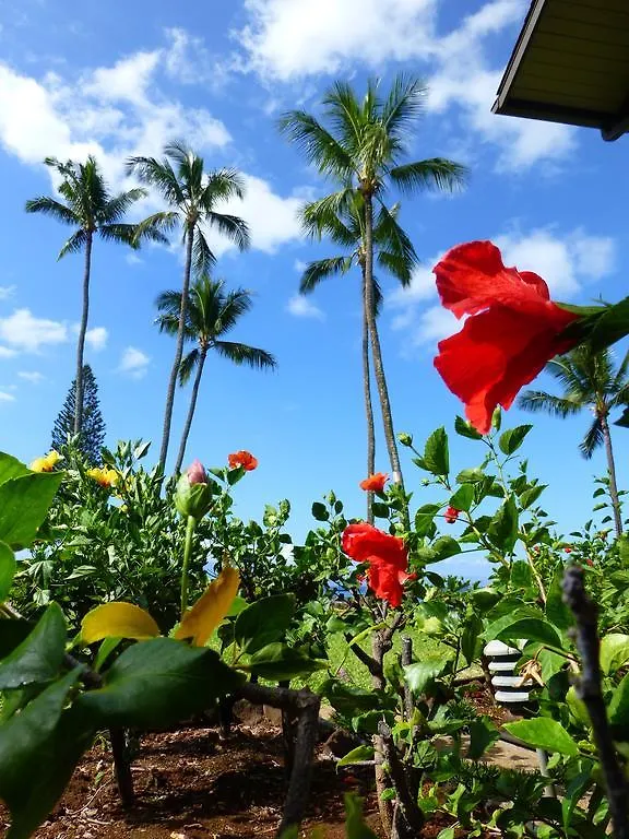 ****  Mahina Surf 220 By Redawning Lejlighedshotel Lahaina USA